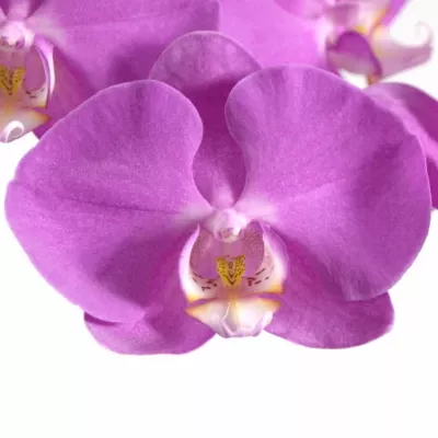 PHALAENOPSIS ANTHURA SEOUL