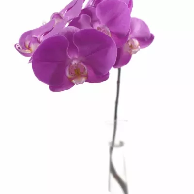 PHALAENOPSIS ANTHURA SEOUL