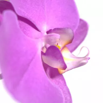 PHALAENOPSIS ANTHURA SEOUL