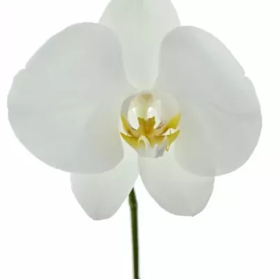 PHALAENOPSIS ANTHURA SOFIA