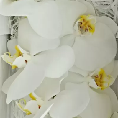 PHALAENOPSIS ANTHURA SOFIA