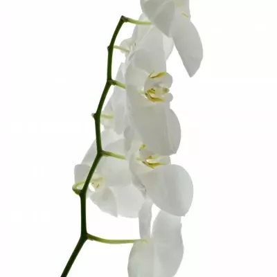 PHALAENOPSIS ANTHURA SOFIA