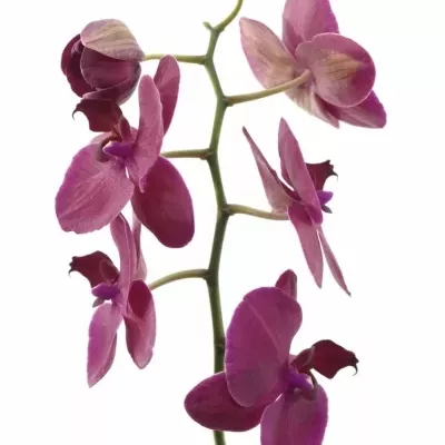 PHALAENOPSIS ANTHURA MONTE CARLO