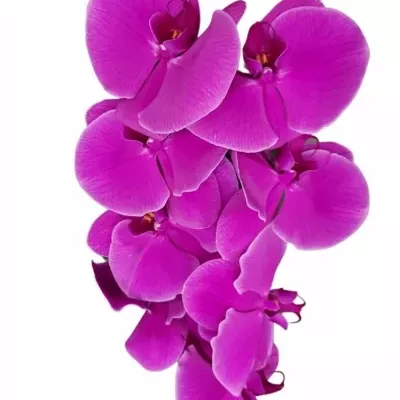 PHALAENOPSIS BEAU MONDE