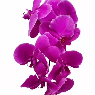 PHALAENOPSIS BEAU MONDE