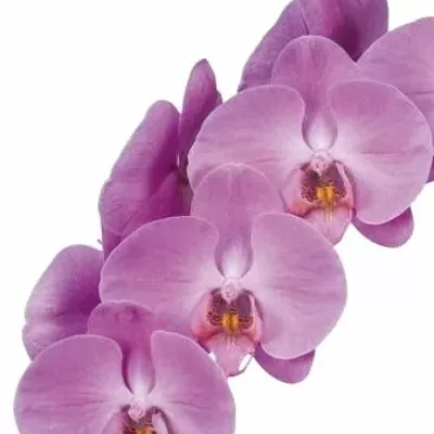 PHALAENOPSIS BOGOR