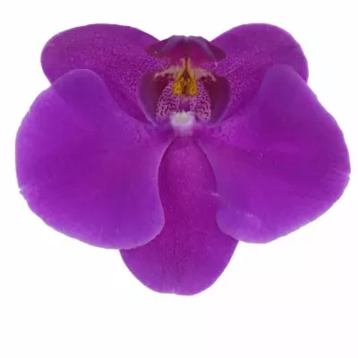 PHALAENOPSIS ANTHURA CAPE TOWN 