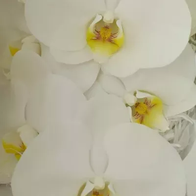 PHALAENOPSIS KOBE