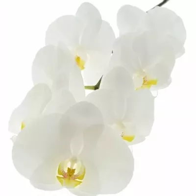 PHALAENOPSIS KOBE