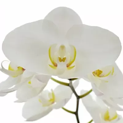 PHALAENOPSIS KOBE