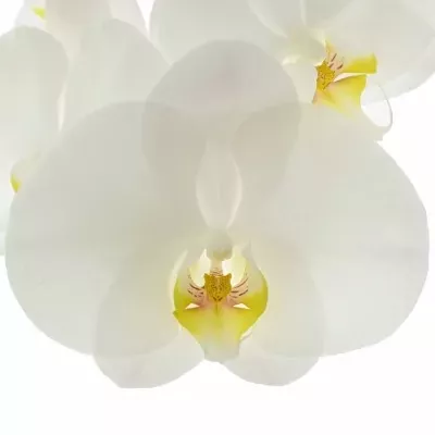 PHALAENOPSIS KOBE