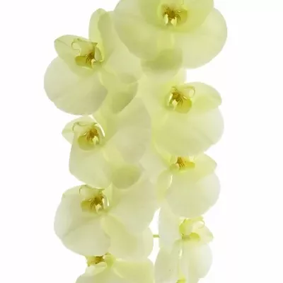 PHALAENOPSIS LIMON BELLA