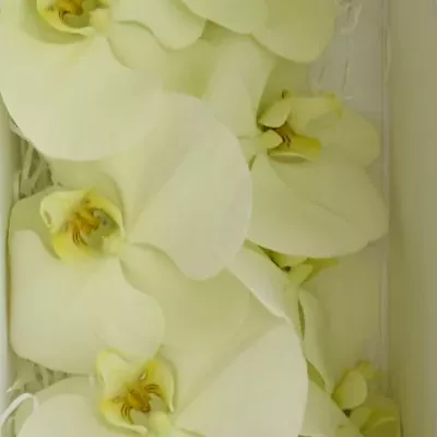 PHALAENOPSIS LIMON BELLA