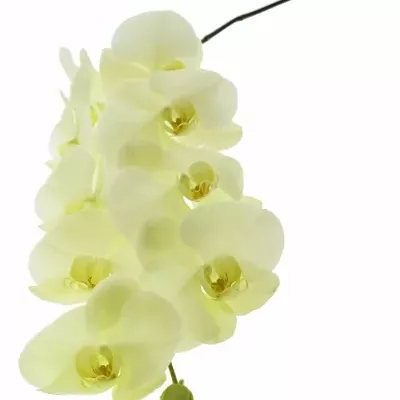 PHALAENOPSIS LIMON BELLA