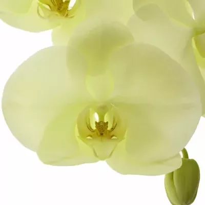 PHALAENOPSIS LIMON BELLA