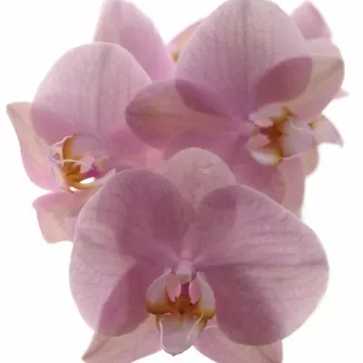 PHALAENOPSIS MADRID