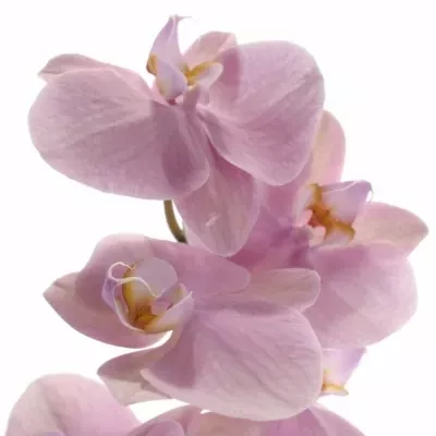 PHALAENOPSIS MADRID