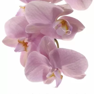 PHALAENOPSIS MADRID