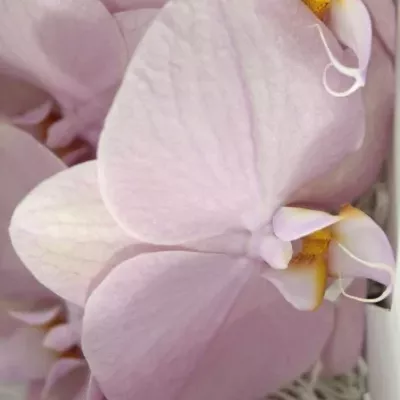 PHALAENOPSIS MADRID