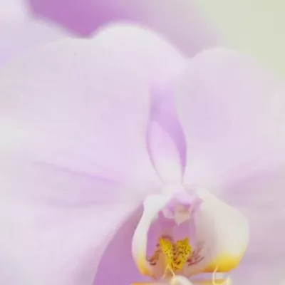 PHALAENOPSIS MANILLA