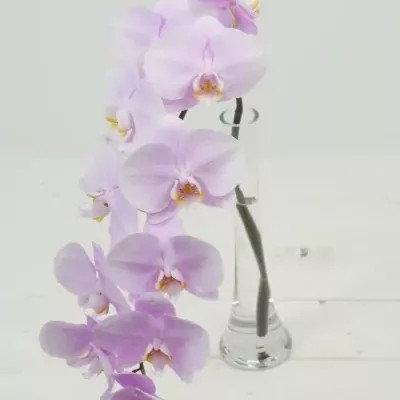 PHALAENOPSIS MANILLA