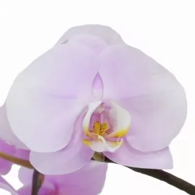 PHALAENOPSIS MANILLA