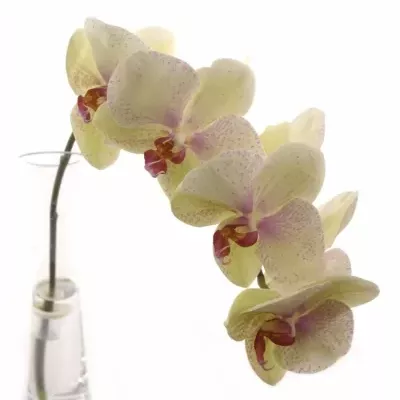 PHALAENOPSIS OMEGA