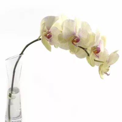 PHALAENOPSIS OMEGA