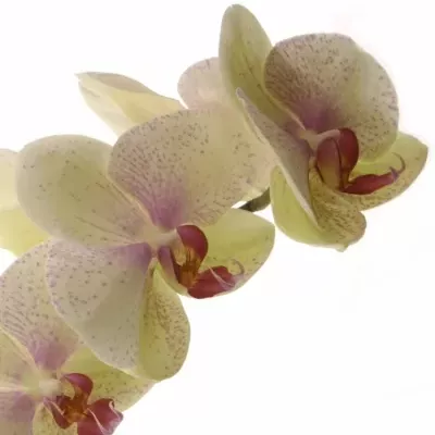 PHALAENOPSIS OMEGA