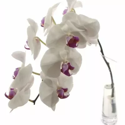 PHALAENOPSIS RED LIPS