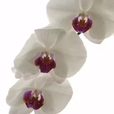 PHALAENOPSIS RED LIPS