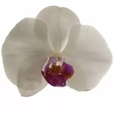 PHALAENOPSIS RED LIPS