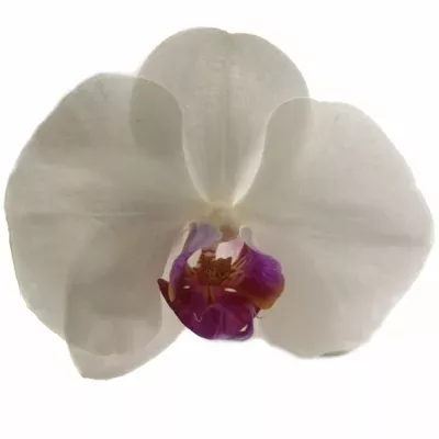 PHALAENOPSIS RED LIPS