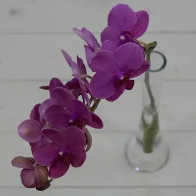 PHALAENOPSIS ROSSINI