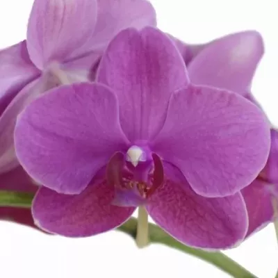 PHALAENOPSIS ROSSINI