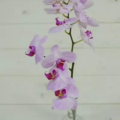 PHALAENOPSIS SHANGHAI