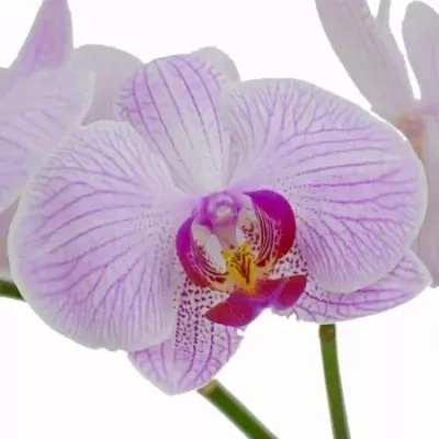 PHALAENOPSIS SHANGHAI