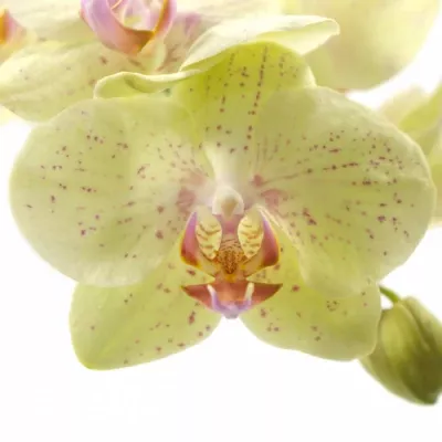 PHALAENOPSIS SINGAPORE