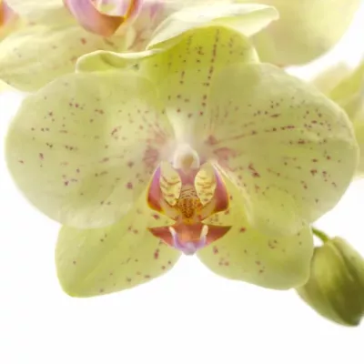 PHALAENOPSIS SINGAPORE