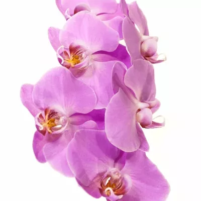 PHALAENOPSIS SURABAYA