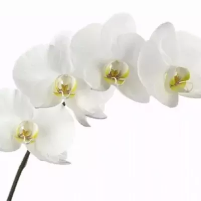 PHALAENOPSIS T ANTHURA BEIJING