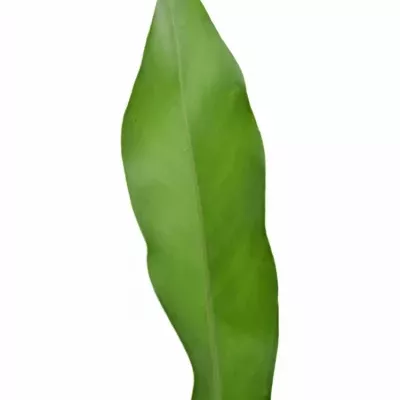 PHILODENDRON FUN BUN 75cm