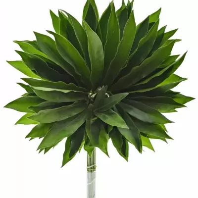 PHILODENDRON FUN BUN 75cm