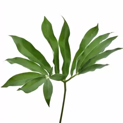 PHILODENDRON FUN BUN 75cm