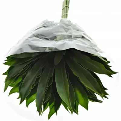 PHILODENDRON FUN BUN 75cm