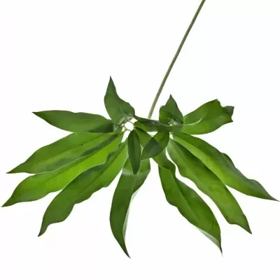 PHILODENDRON FUN BUN 75cm