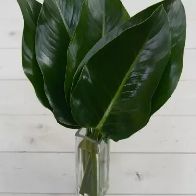 PHILODENDRON GREEN BEAUTY 60cm