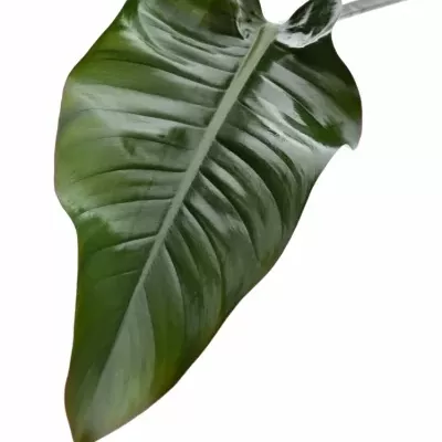 PHILODENDRON RED BEAUTY 60cm