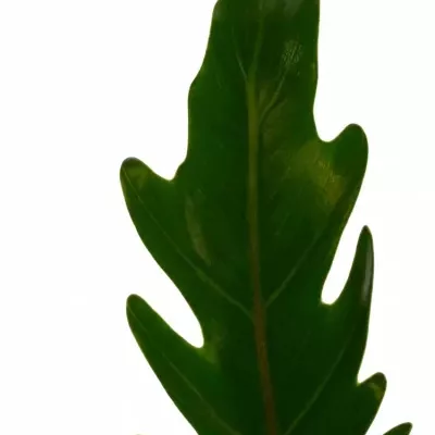 PHILODENDRON XANADU 45cm