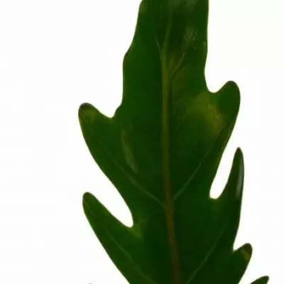 PHILODENDRON XANADU 45cm